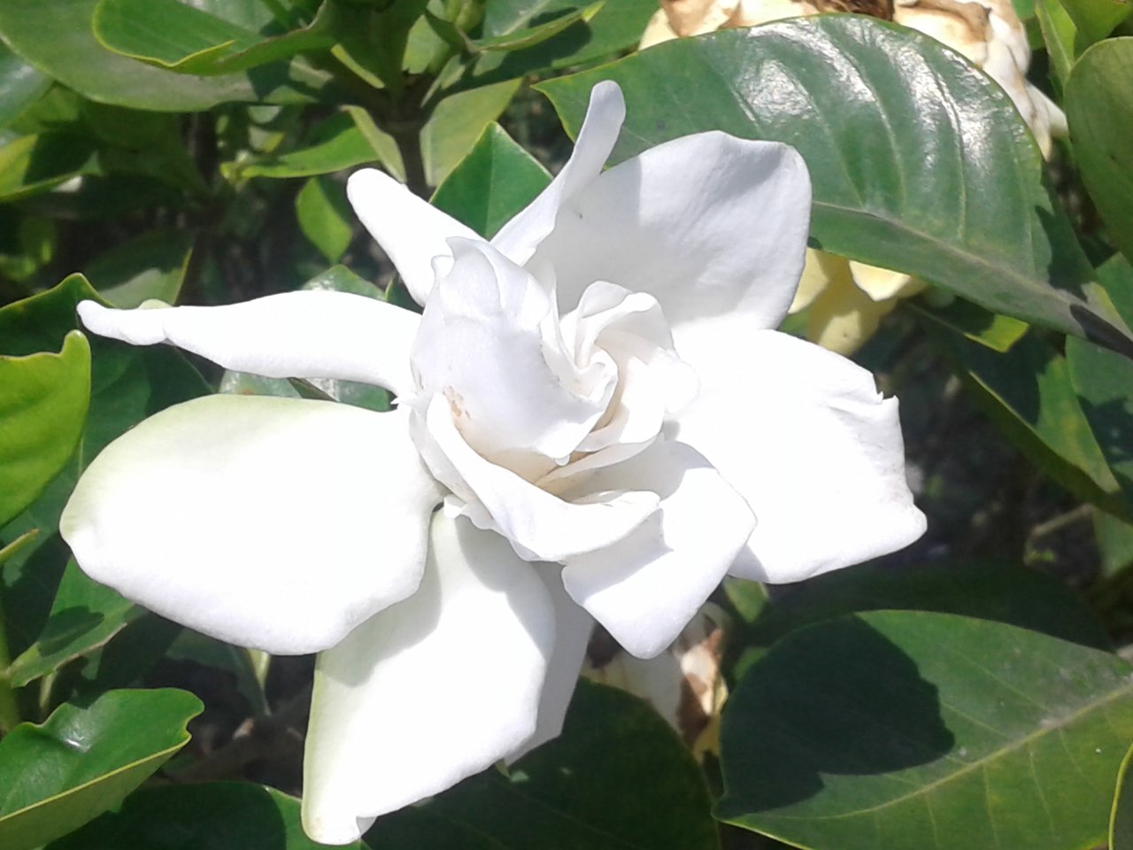 Bílý voskový květ gardénie (Gardenia jasminoides)