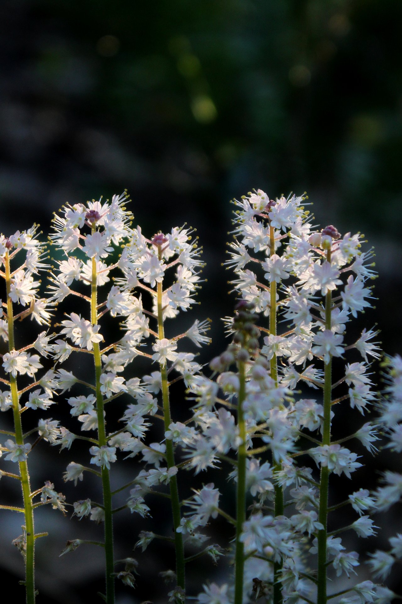 Épis de fleurs blanches plumeuses de la tiarelle au-dessus d'un tapis de feuilles cordiformes