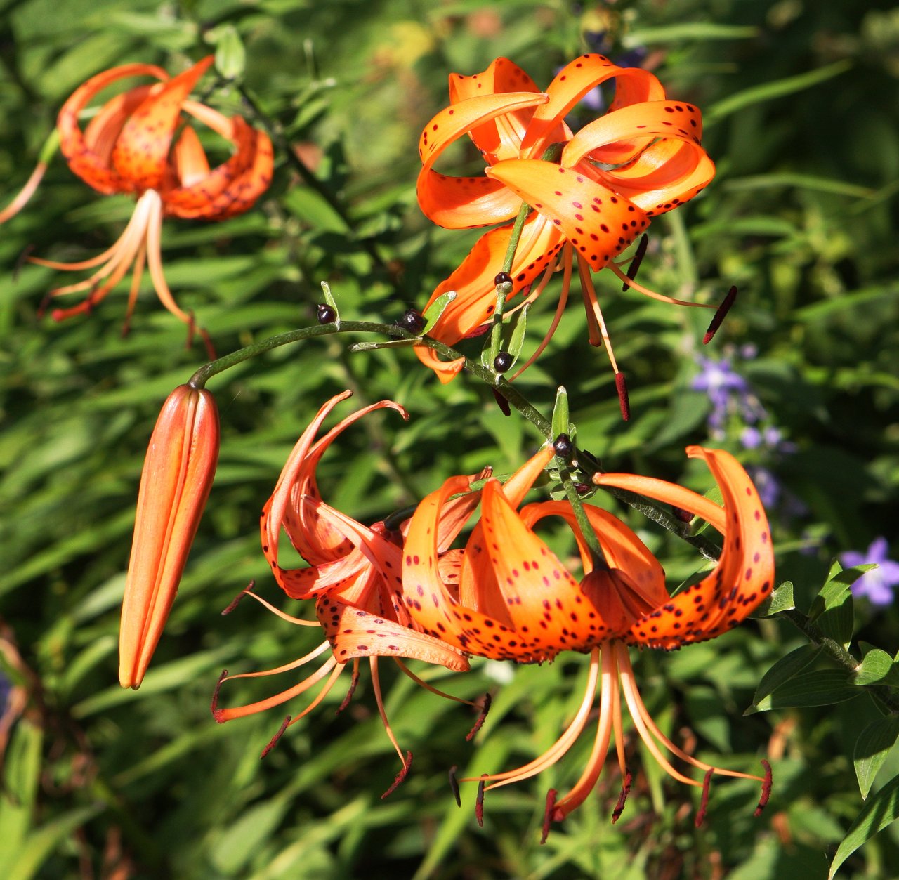 Lilium lancifolium (lys tigré) en fleur avec bulbilles axillaires et étamines pollinifères orange, signification lys haine victorienne (Greenaway 1884), hanakotoba zōo