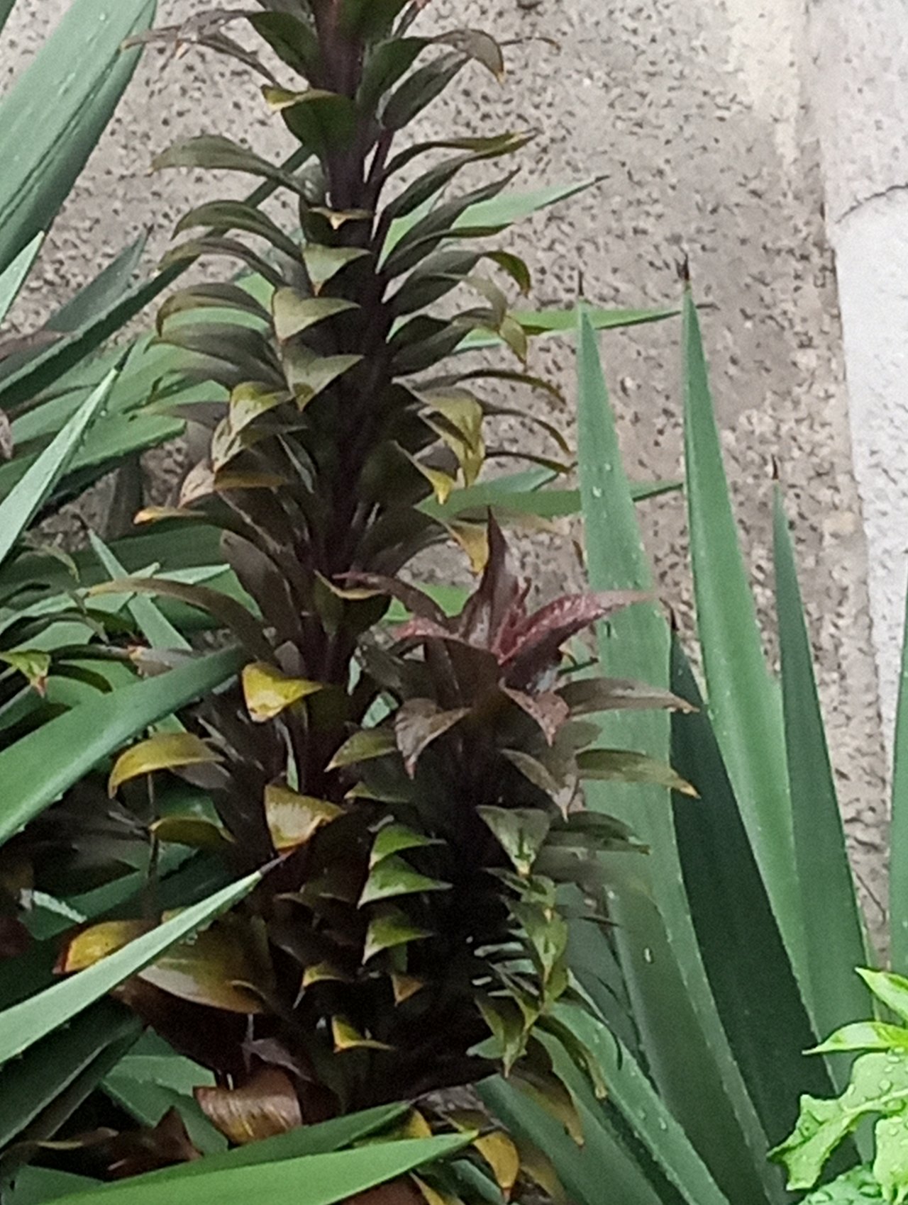 Tronc et touffes de feuilles d'un dracéna en pot
