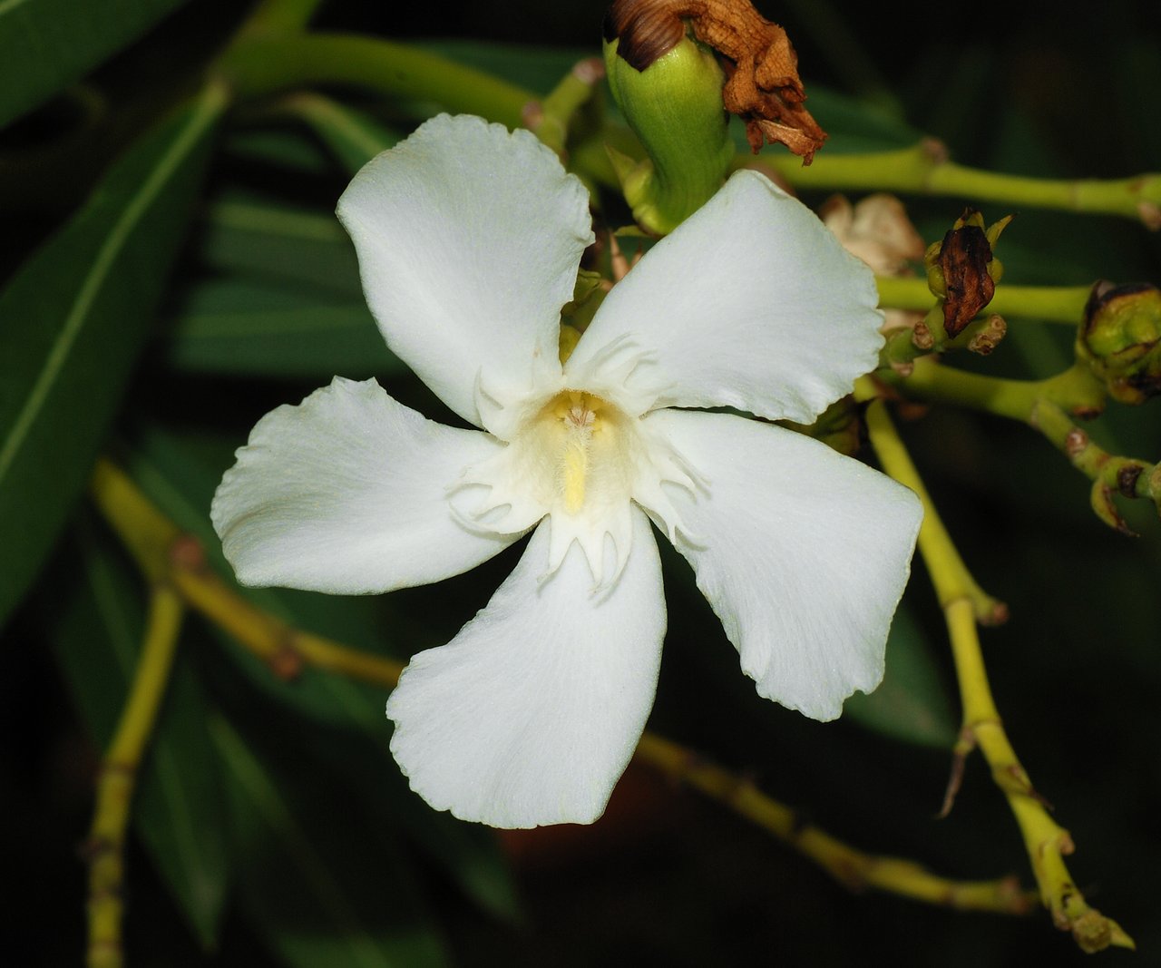 Fleurs roses de laurier-rose (Nerium oleander) épanouies au bout d'un rameau, feuillage vert lancéolé en arrière-plan