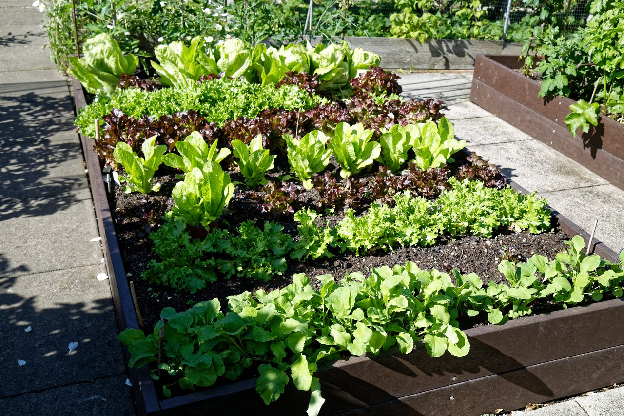Planche de potager en carré densément plantée de laitues vertes et rouges et de radis, chaque case occupée par un légume différent