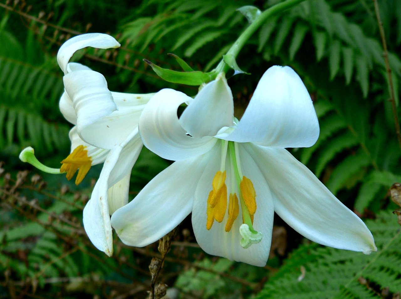 Lys blanc (Lilium candidum) en fleur, espèce rénotoxique pour le chat selon l'ASPCA
