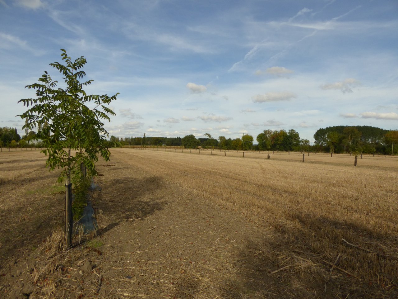 Parcelle agroforestière française : noyer noir intégré à une culture, modèle proche des jardins-forêts français