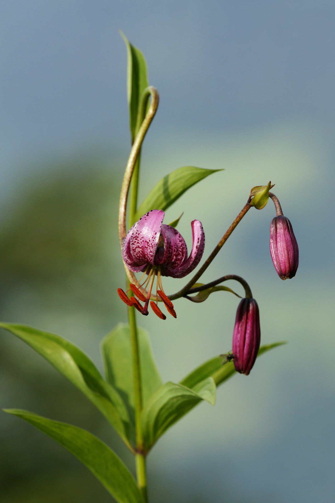 Lilium martagon (lys martagon) rose sauvage en fleur, tépales recourbés, espèce protégée en Île-de-France, signification lys couleur rose tendresse