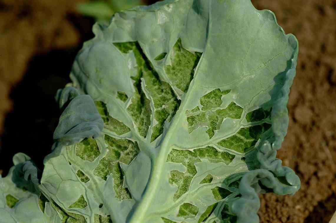 Dégât de gelée tardive sur jeune feuille de brocoli, tissu déchiré sur le revers, marque visible d'un repiquage avant les Saints de glace