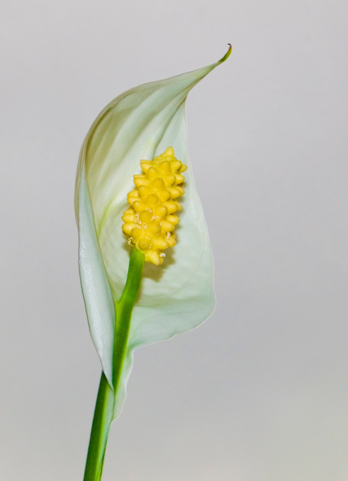 Lopatkovec (Spathiphyllum wallisii) s bílými toulci a lesklými zelenými listy v pokojovém květináči