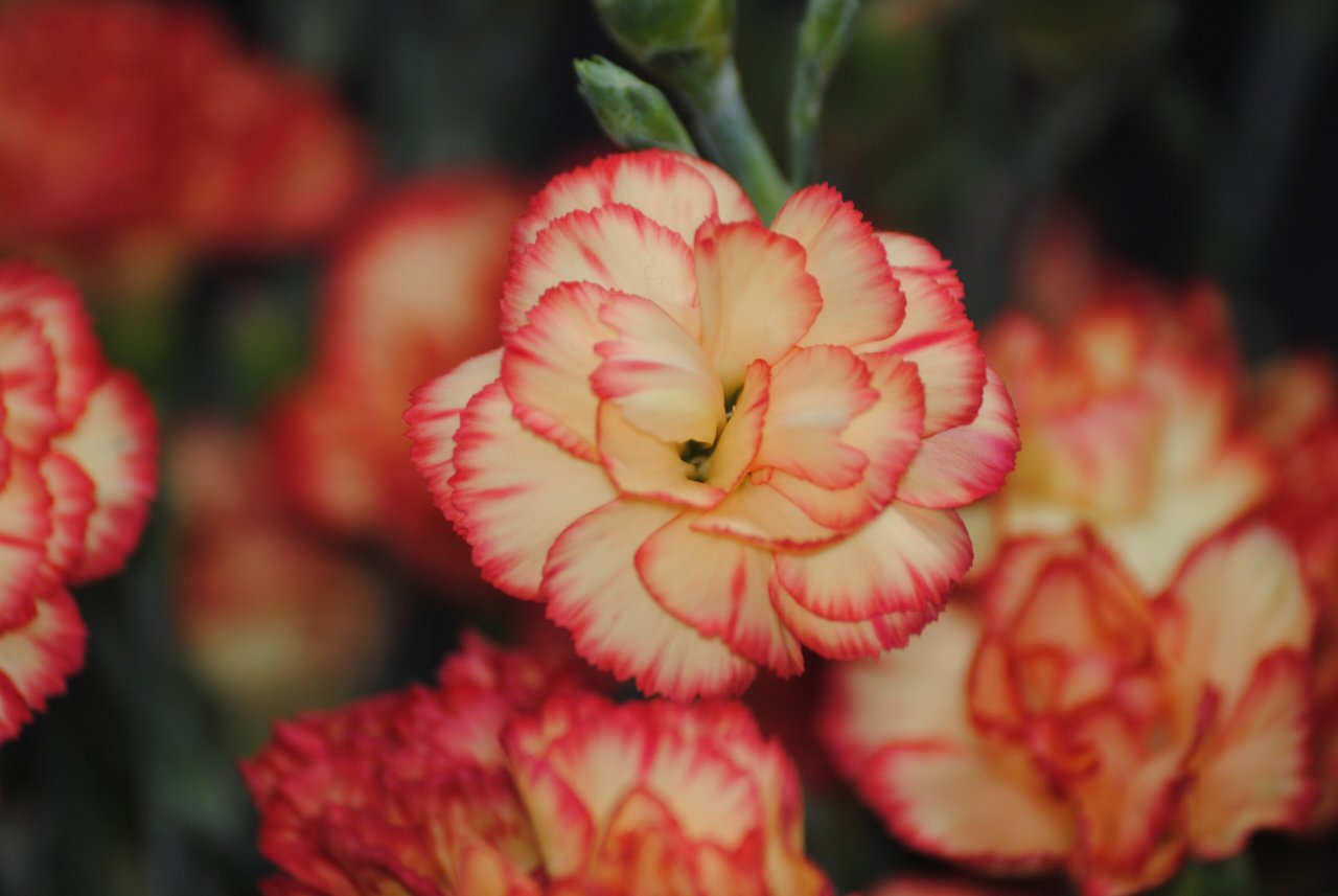 Žíhaný karafiát s červeným okrajem na krémovém podkladu (Dianthus caryophyllus), kultivar s dvoubarevnými plátky, floriografický kód odmítnutí s lítostí
