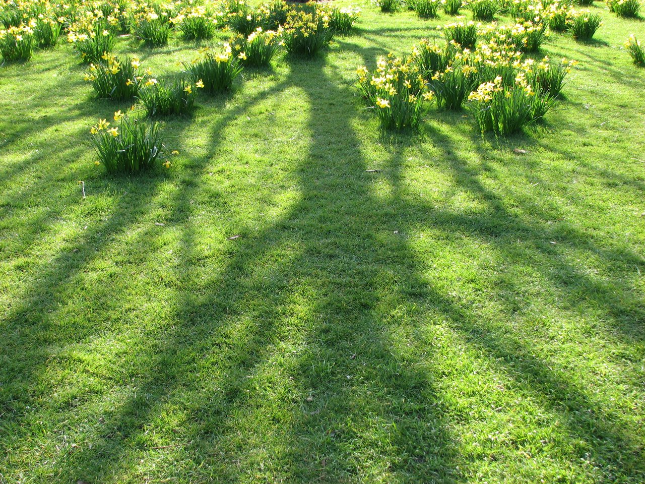 Pelouse parsemée de narcisses sauvages naturalisés au printemps dans un parc londonien, masse jaune sous arbres caducs