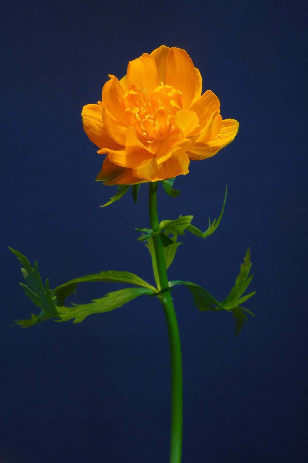 Fleurs sphériques orangées de trolle d'Europe