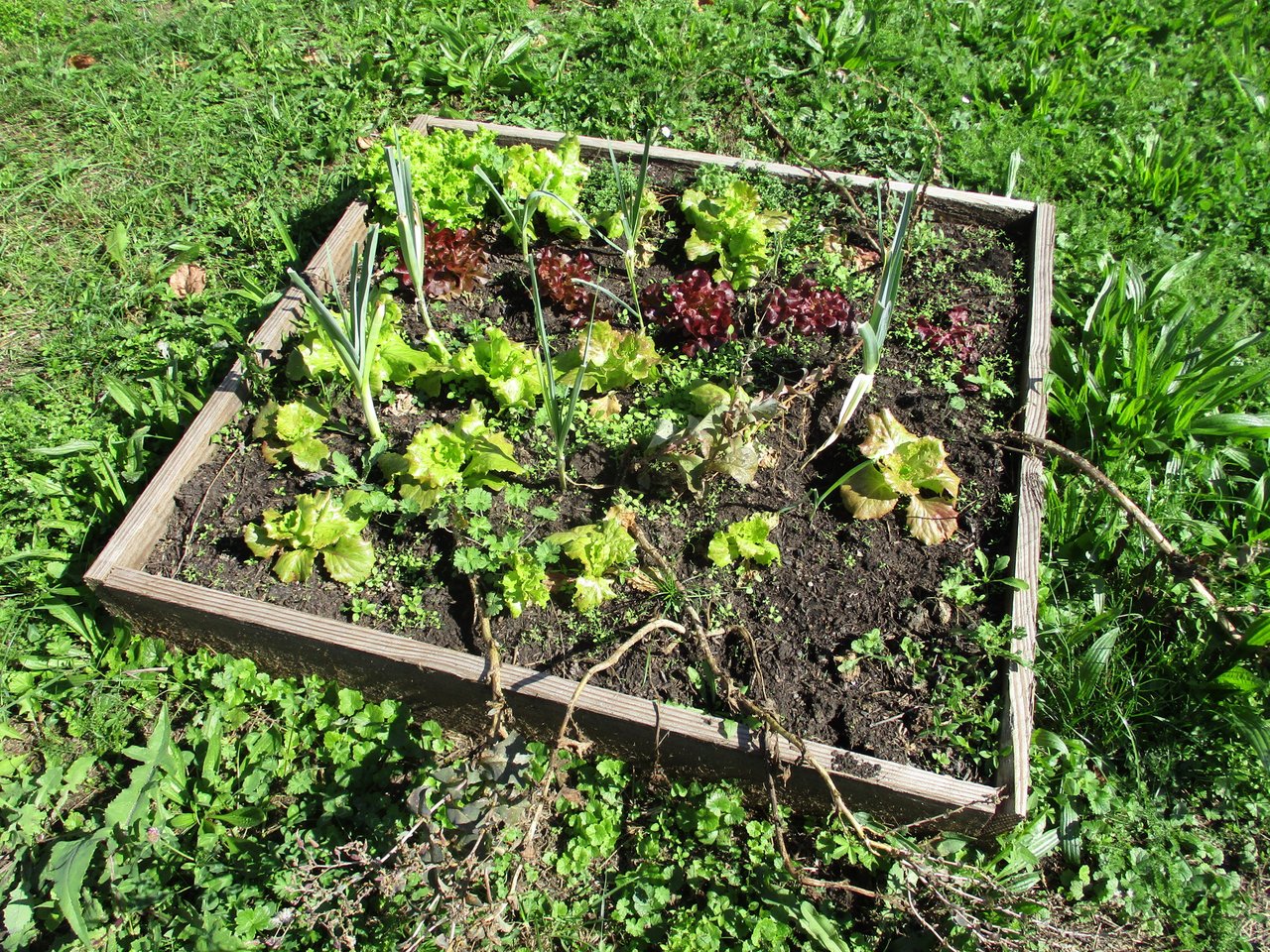 Jeune potager en carré au printemps : cadre de bois posé sur l'herbe, cases plantées de laitues vertes et rouges et de jeunes oignons