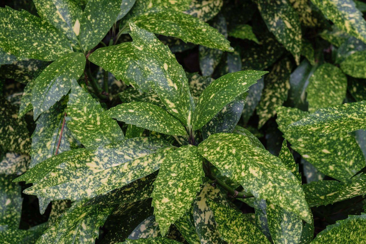 Feuillage panaché vert et jaune d'or de l'aucuba du Japon (Aucuba japonica)
