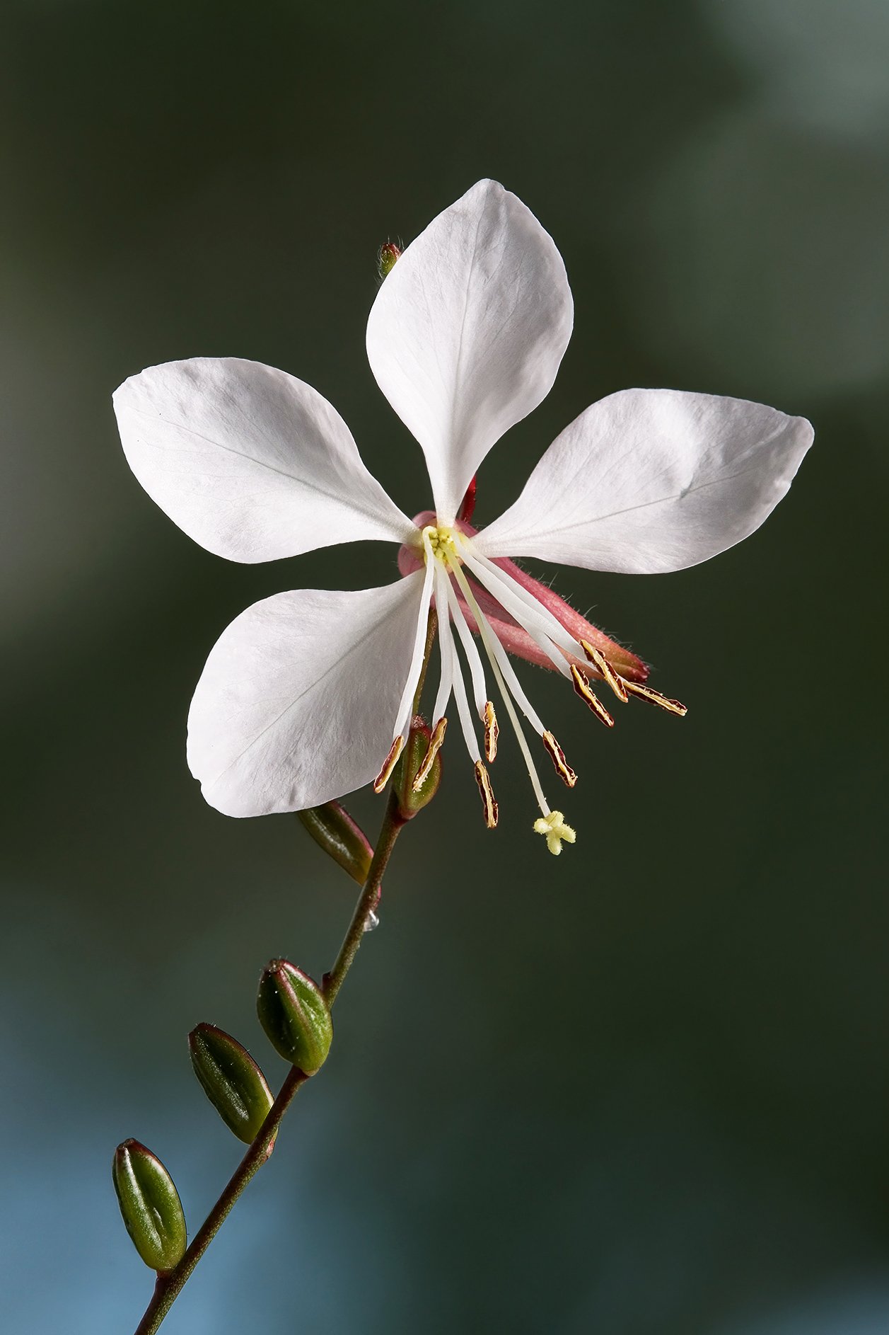 Fleurs blanches légères et aériennes de gaura en gros plan