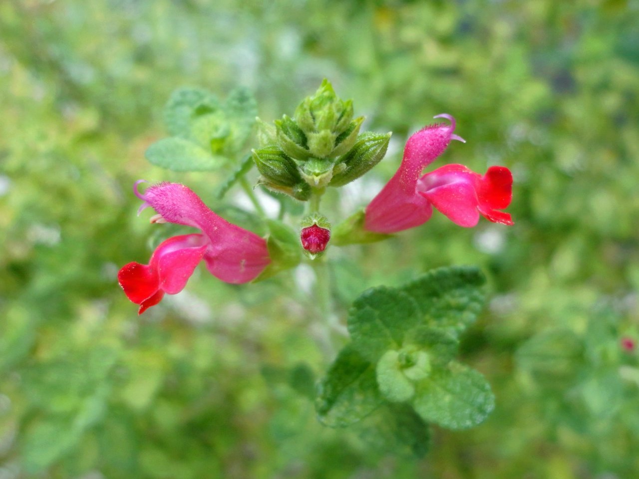 Fleurs rouges tubulaires de sauge arbustive (Salvia microphylla) sur un rameau au petit feuillage vert