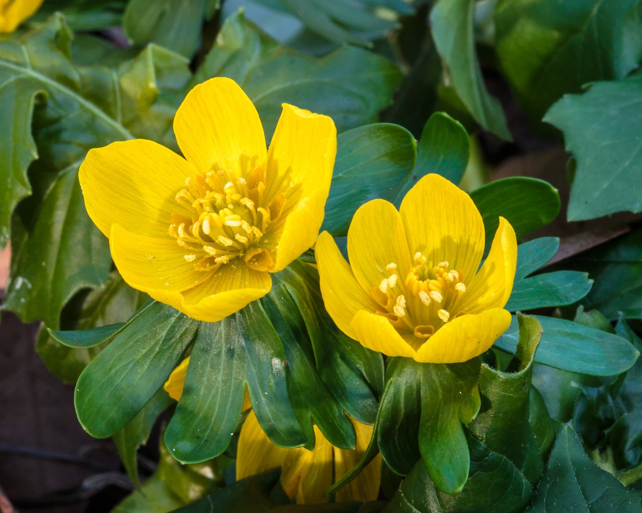 Coupe jaune d'aconit d'hiver entourée de sa collerette verte