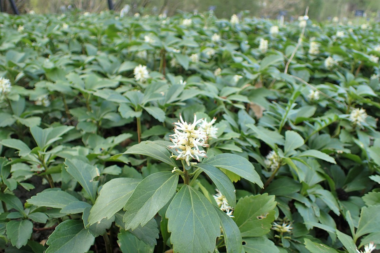 Souvislý stálezelený koberec Pachysandra terminalis, tlustonitky klasnaté, v suchém stínu pod stromy
