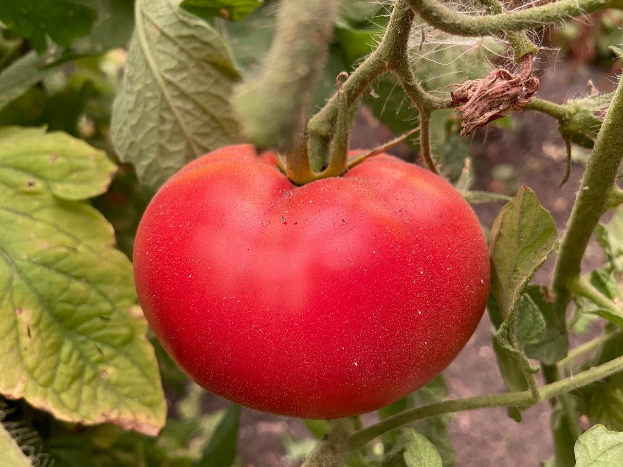 Fine pellicule de cendre déposée sur une tomate rouge au potager