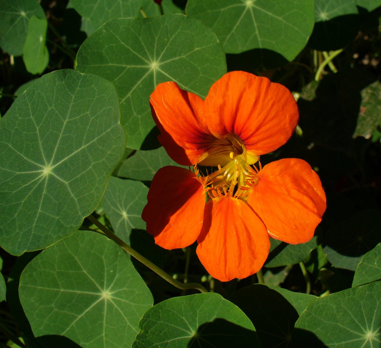 Capucine (Tropaeolum majus) en gros plan : fleur orangée à éperon, pétales velours, sur fond de feuillage rond vert tendre, fleur emblématique de la cuisine bistronomique française.