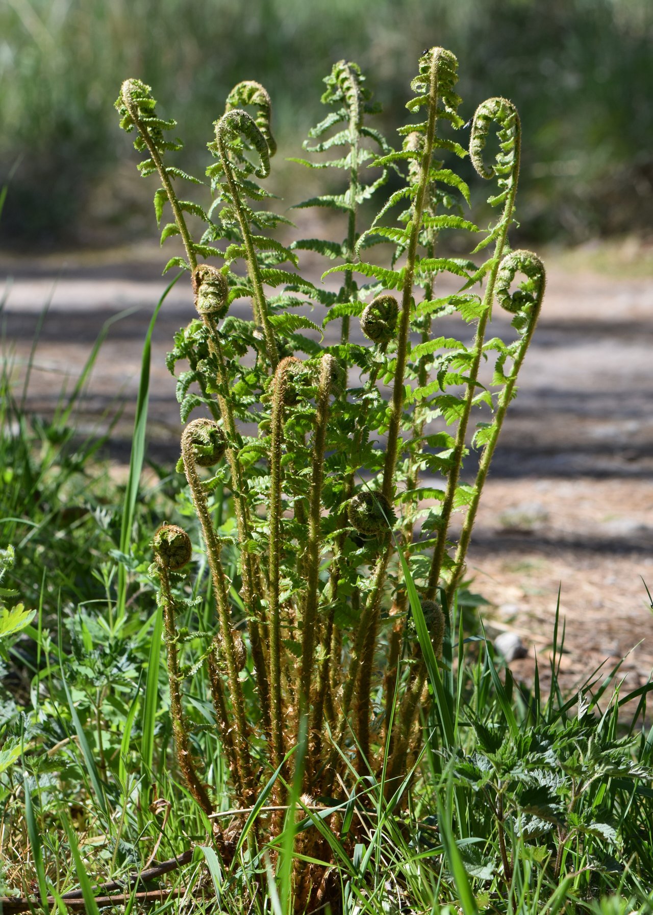 Frondes vertes découpées de la fougère mâle (Dryopteris filix-mas) déployées à l'ombre