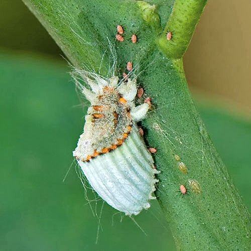 Cochenille à carapace Icerya purchasi à grand ovisac cotonneux strié, fixée sur une tige de citronnier
