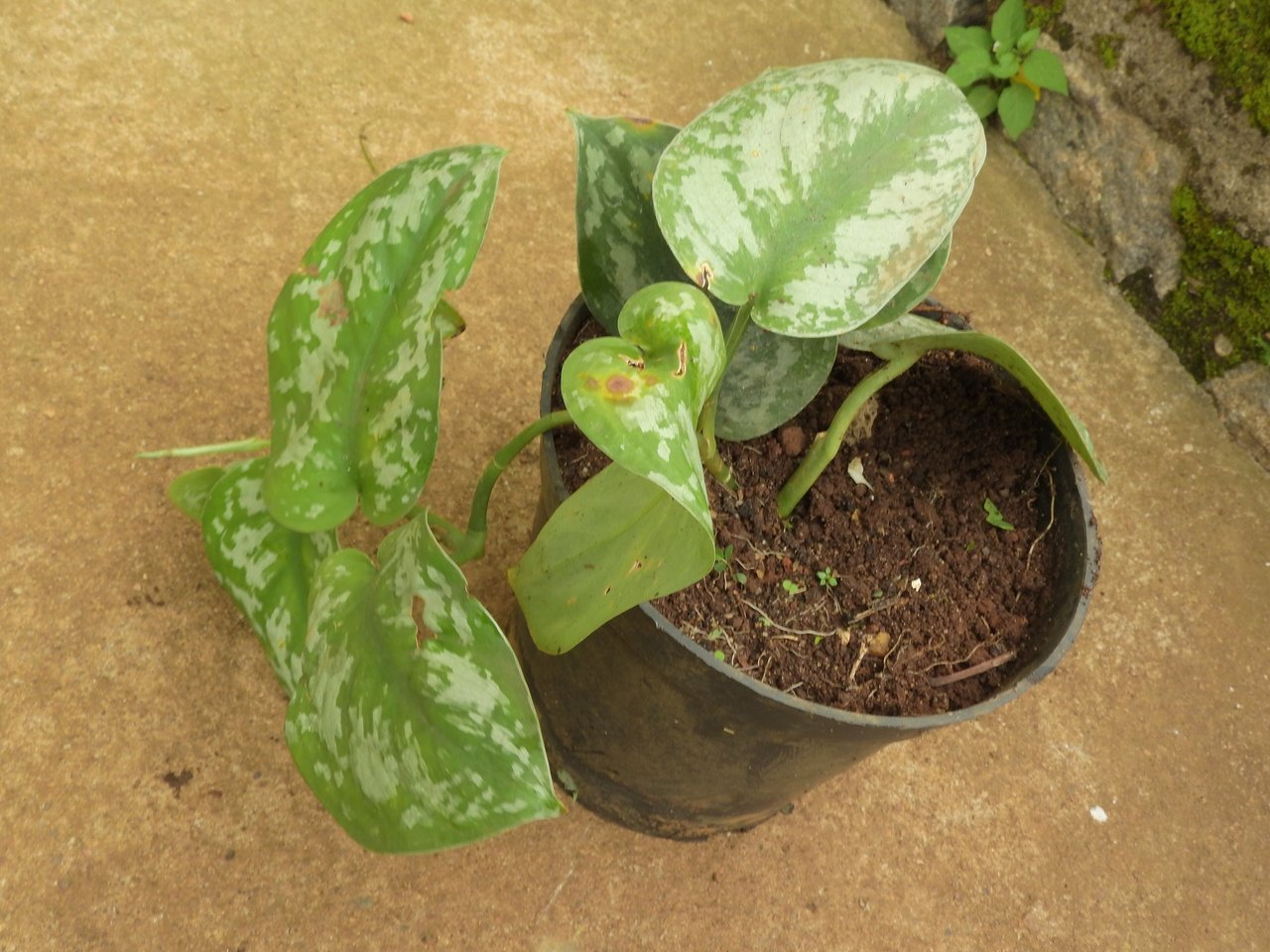 Feuilles vert sombre ponctuées d'argent du scindapsus pictus