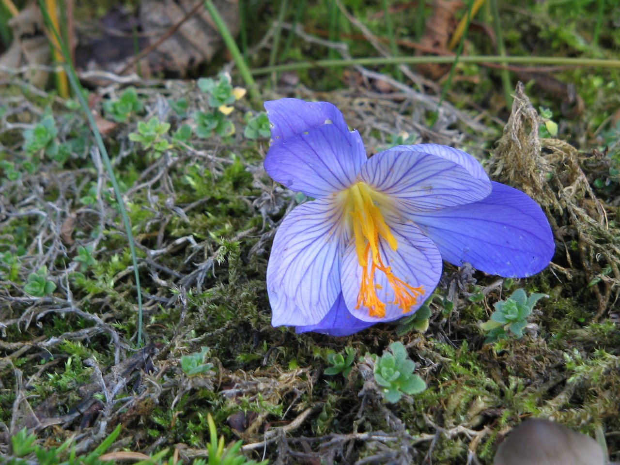 Fleur mauve veinée de crocus d'automne ouverte au soleil