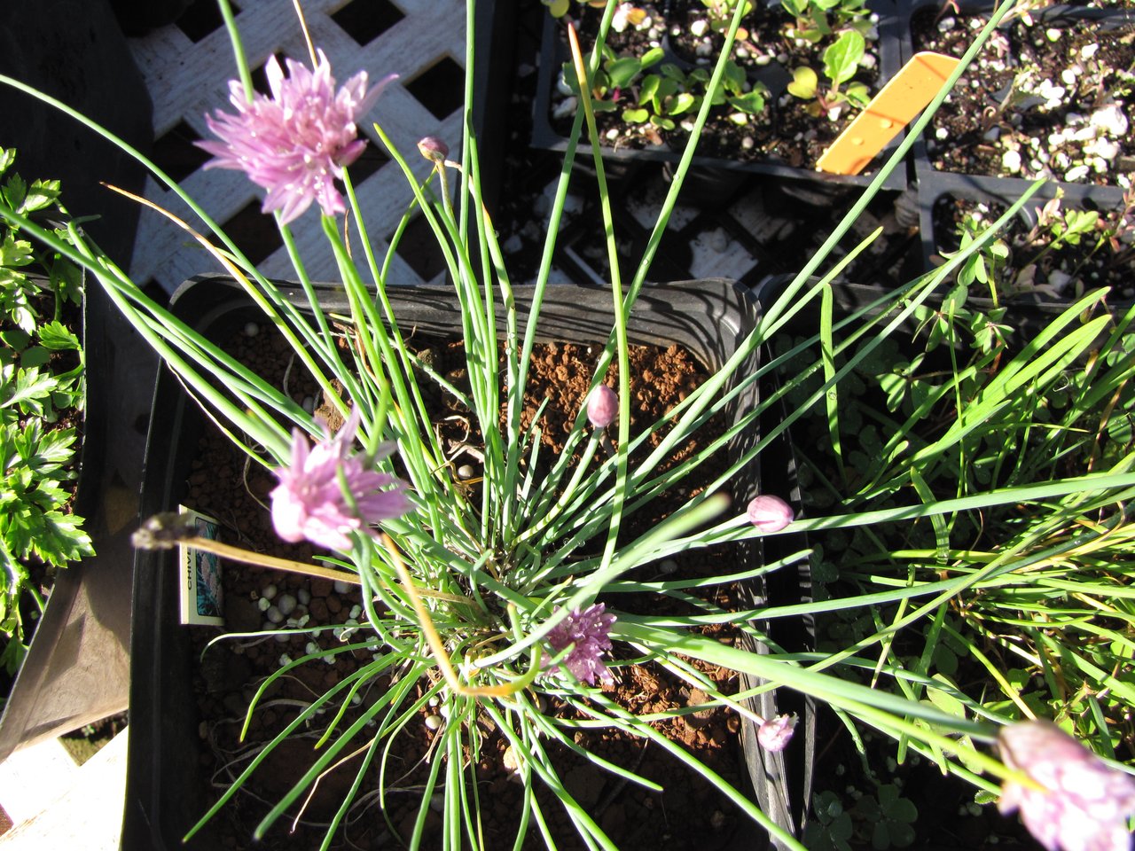 Pot de ciboulette en fleur aux tiges fines et dressées