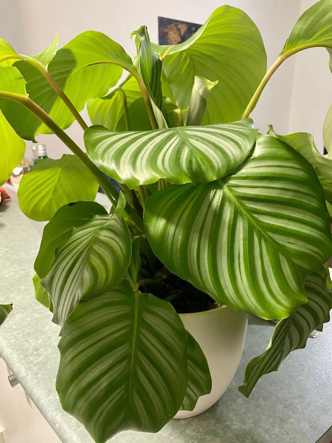 Larges feuilles rayées d'un calathea orbifolia en pot