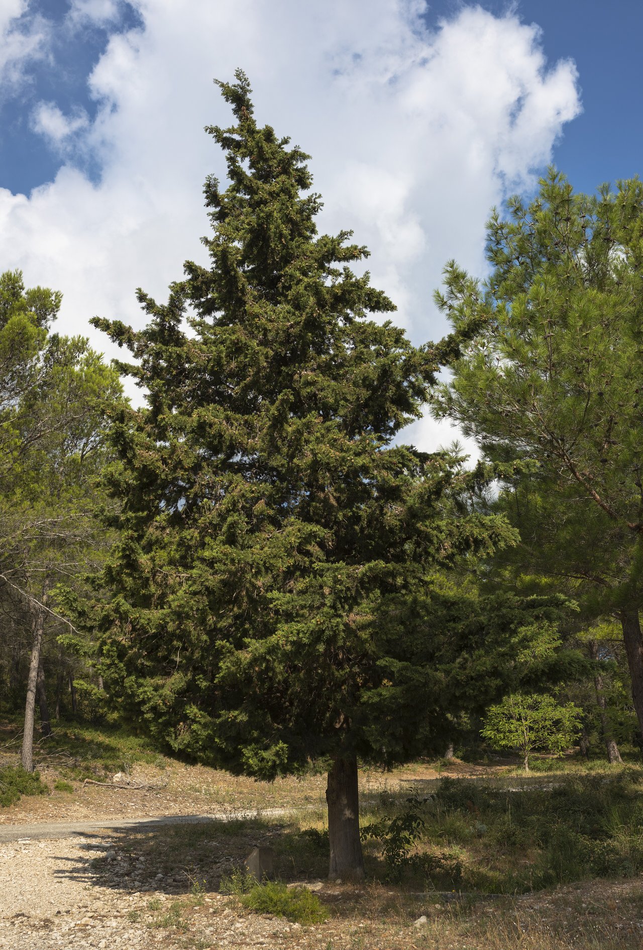 Cyprès d'Italie élancés dressés en silhouettes verticales dans un paysage provençal