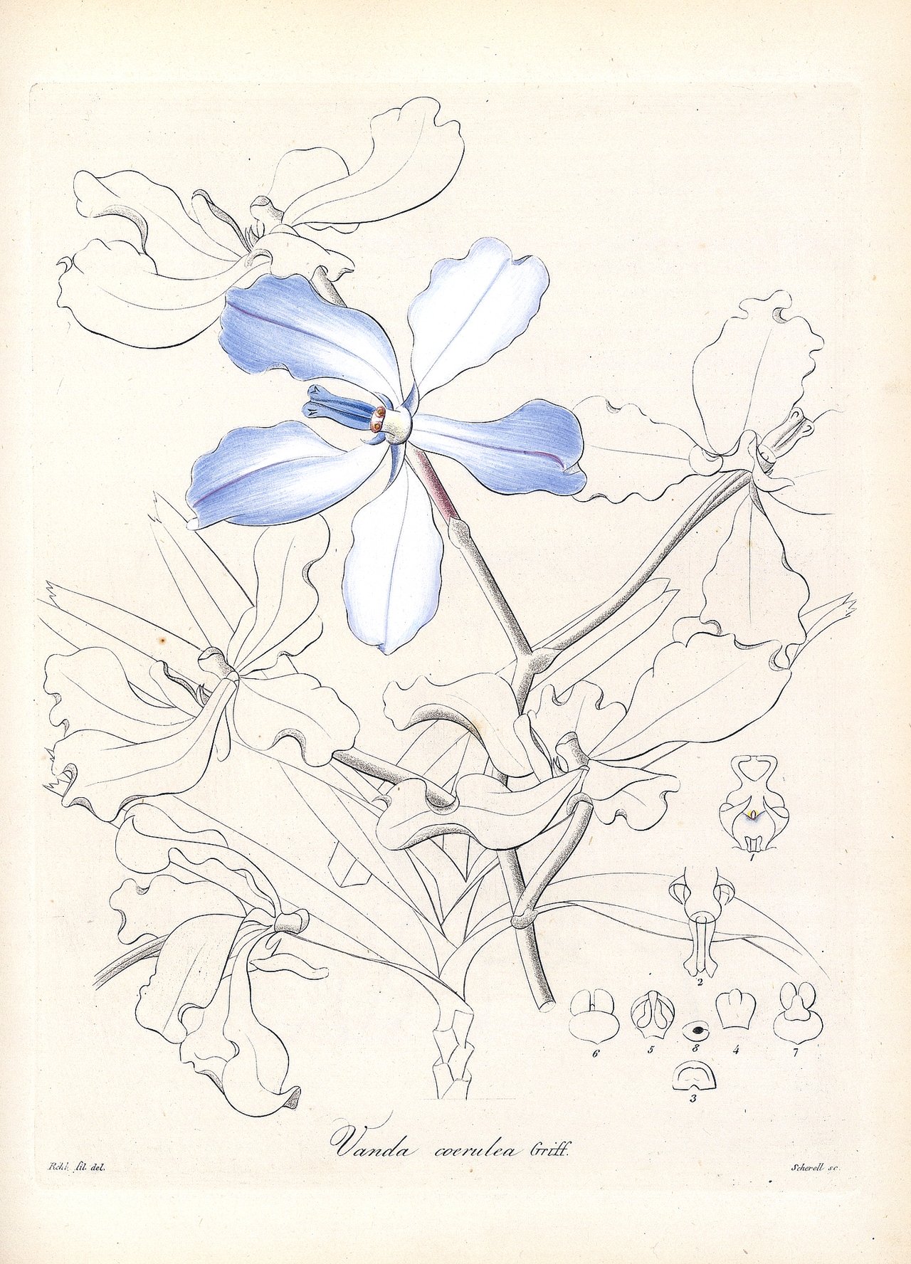 Vanda coerulea, planche H. G. Reichenbach Xenia Orchidacea 1858, seule orchidée naturellement bleue de l'Himalaya oriental, factcheck signification orchidée bleue