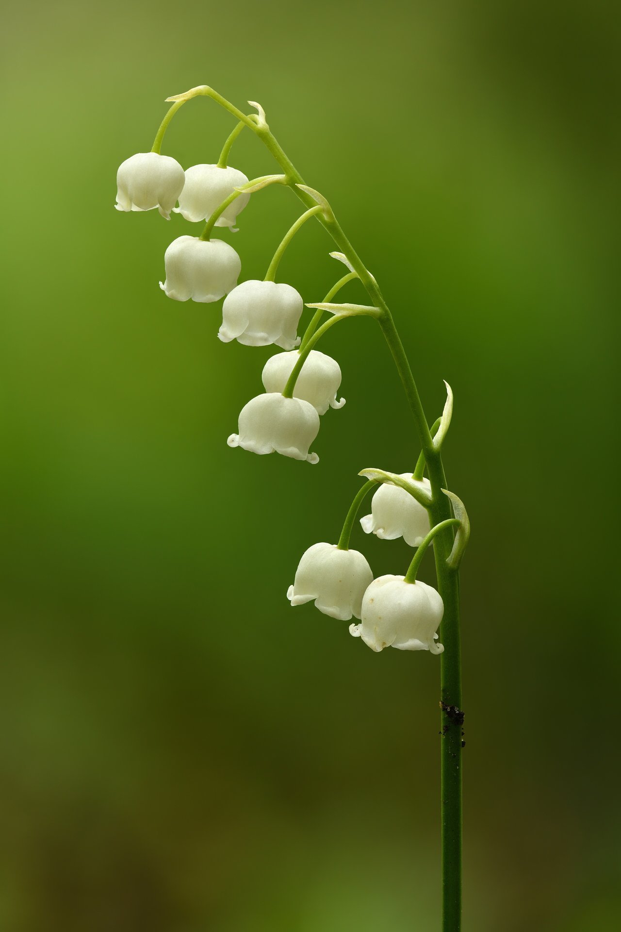 Bílé zvonky konvalinky (Convallaria majalis) v podrostu na jaře