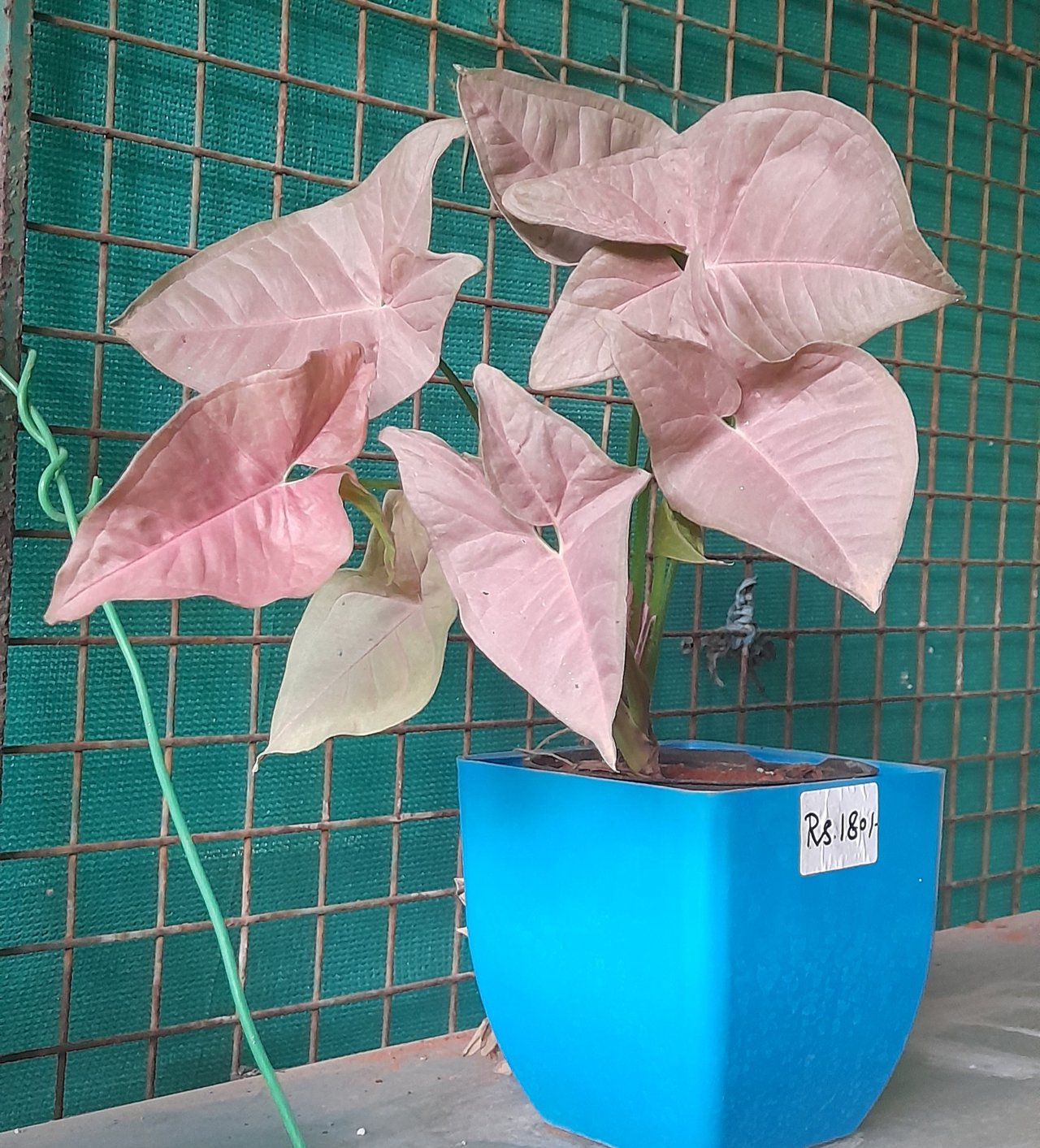 Jeunes feuilles en forme de flèche d'un syngonium rose