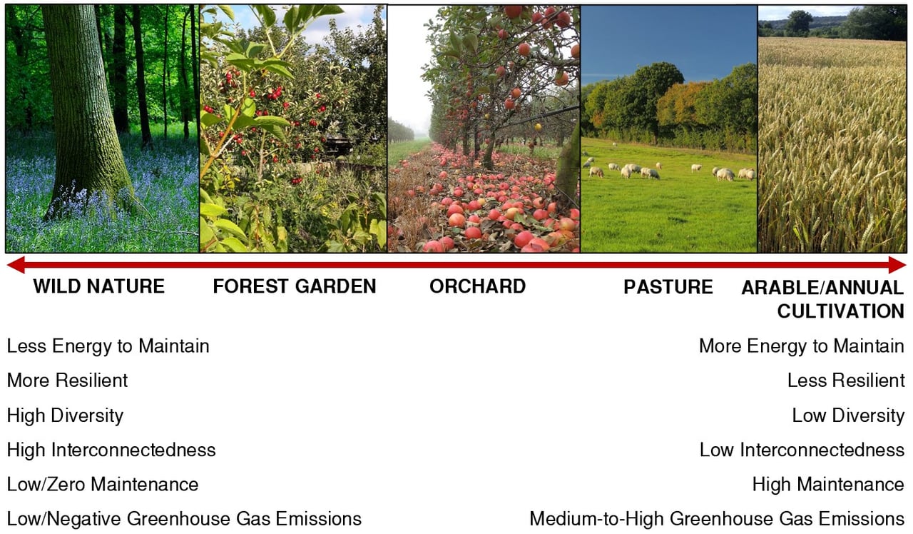 Diagramme comparant la dynamique d'un système agroforestier à celle d'une forêt naturelle (d'après Martin Crawford)