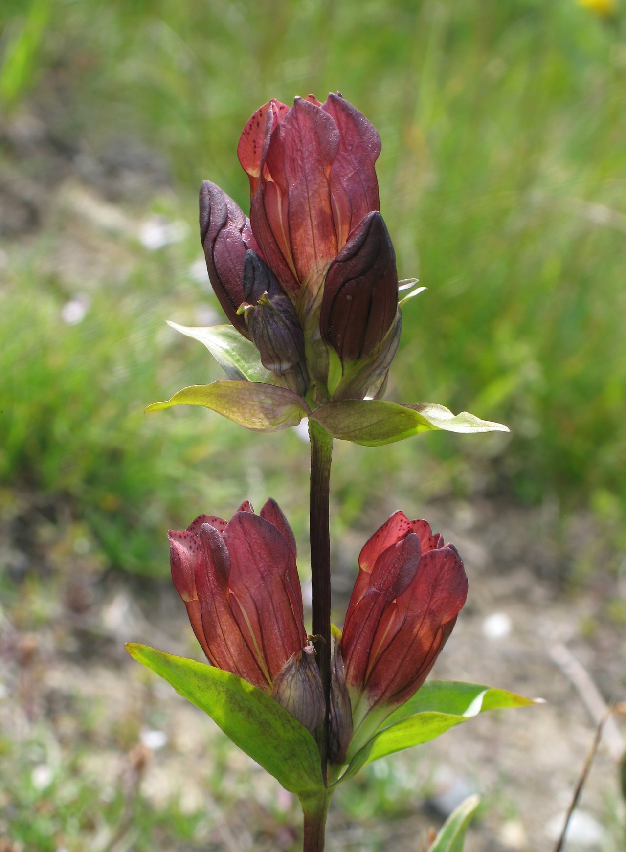 Fleurs pourpres groupées de gentiane pourpre sur tige dressée