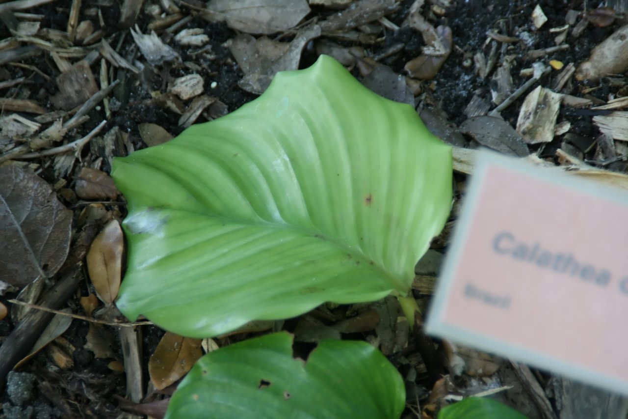 Grandes feuilles rondes rayées d'argent de la calathéa orbifolia