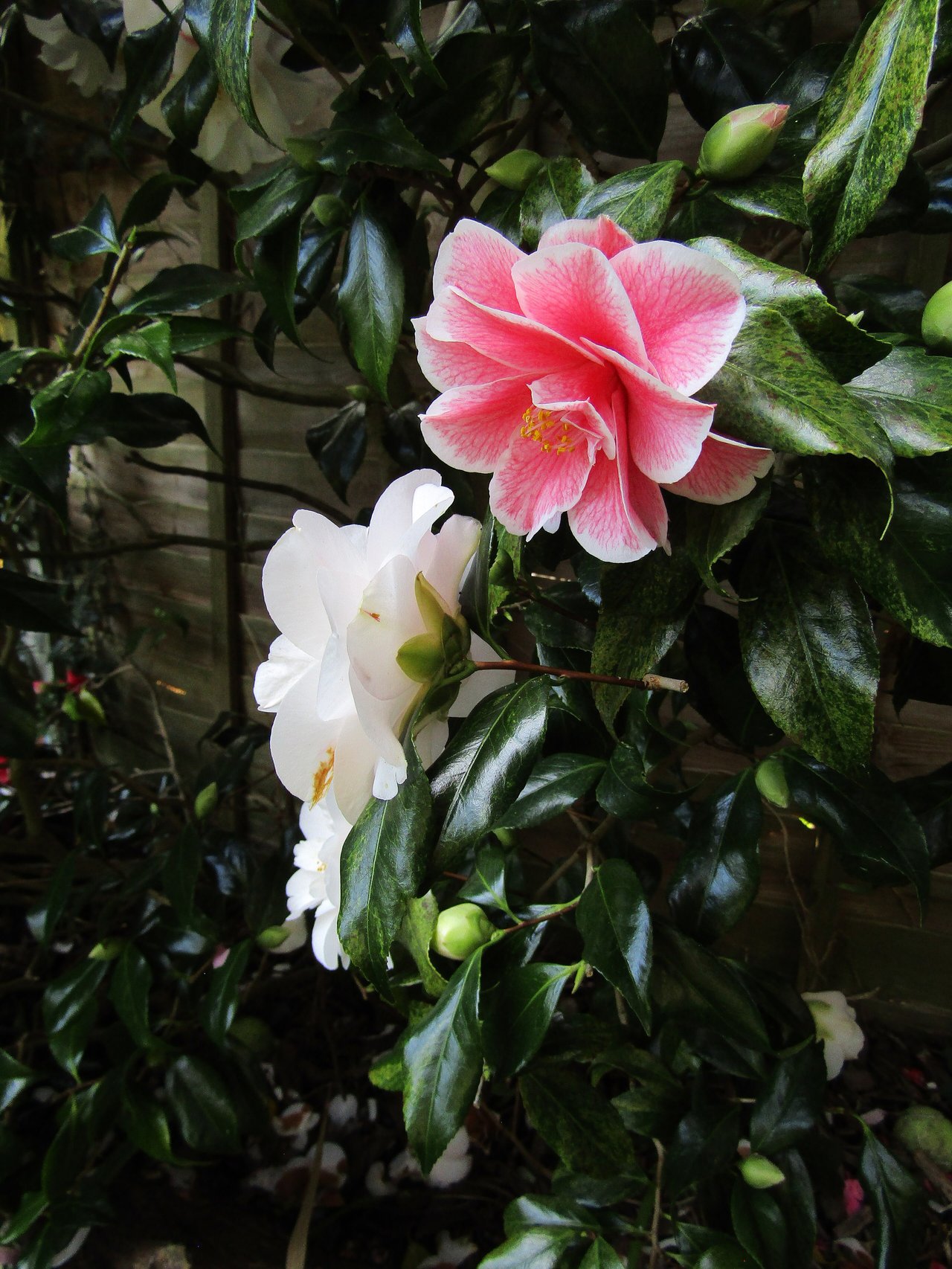 Camellia japonica 'Lady Vansittart' panaché, fleur semi-double blanche striée et tachée de rose, mutation chromatique typique du langage des fleurs camélia panaché.