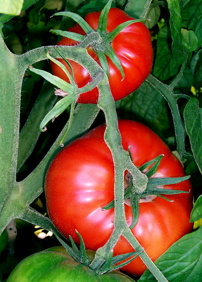 Tomates rouges (Solanum lycopersicum) en grappe sur plant tuteuré au potager d'été