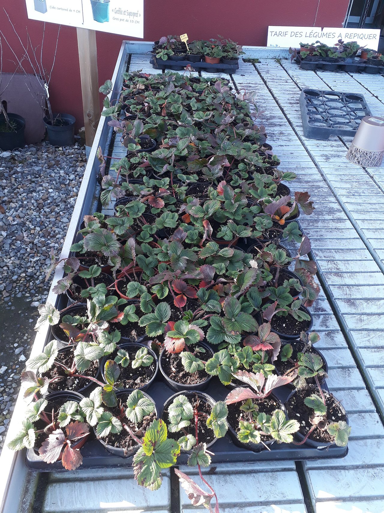Plateaux de fraisiers en godets alignés sur une table de vente, un plant par godet, feuillage encore rougi de l'hiver et jeunes feuilles vertes au centre