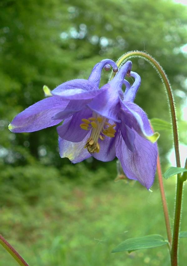 Fialové květy orlíčku obecného (Aquilegia vulgaris)