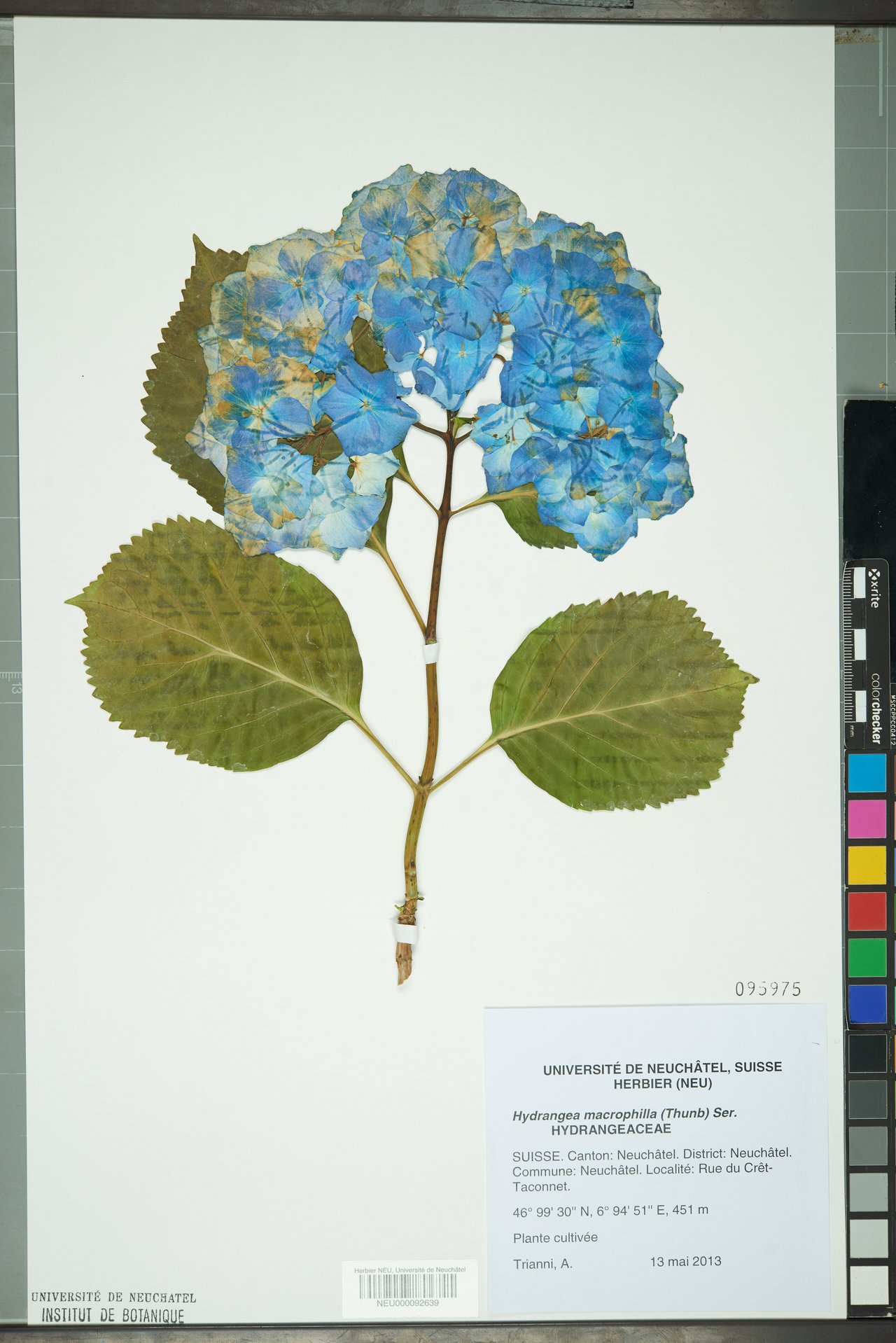 Planche d'herbier d'Hydrangea macrophylla séché sous presse, fleurs séchées et feuilles aplaties fixées sur papier