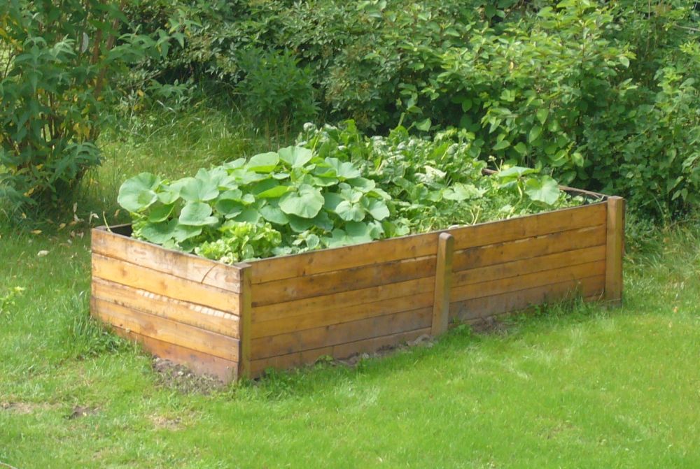 Potager surélevé en bois en pleine saison de production, bac mature avec cultures variées, signe d'un substrat vivant et bien entretenu.
