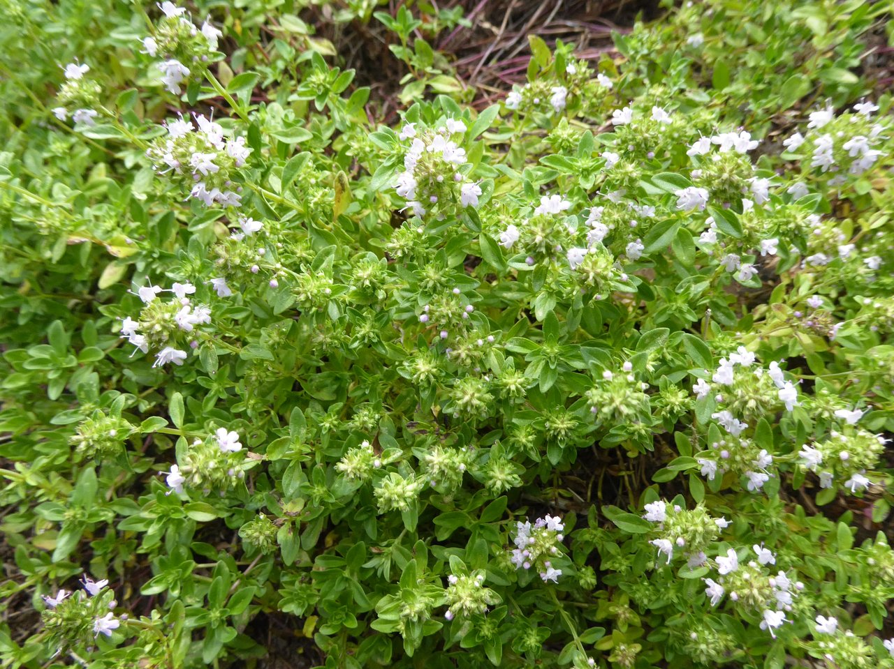 Pied de thym au feuillage gris-vert et port compact