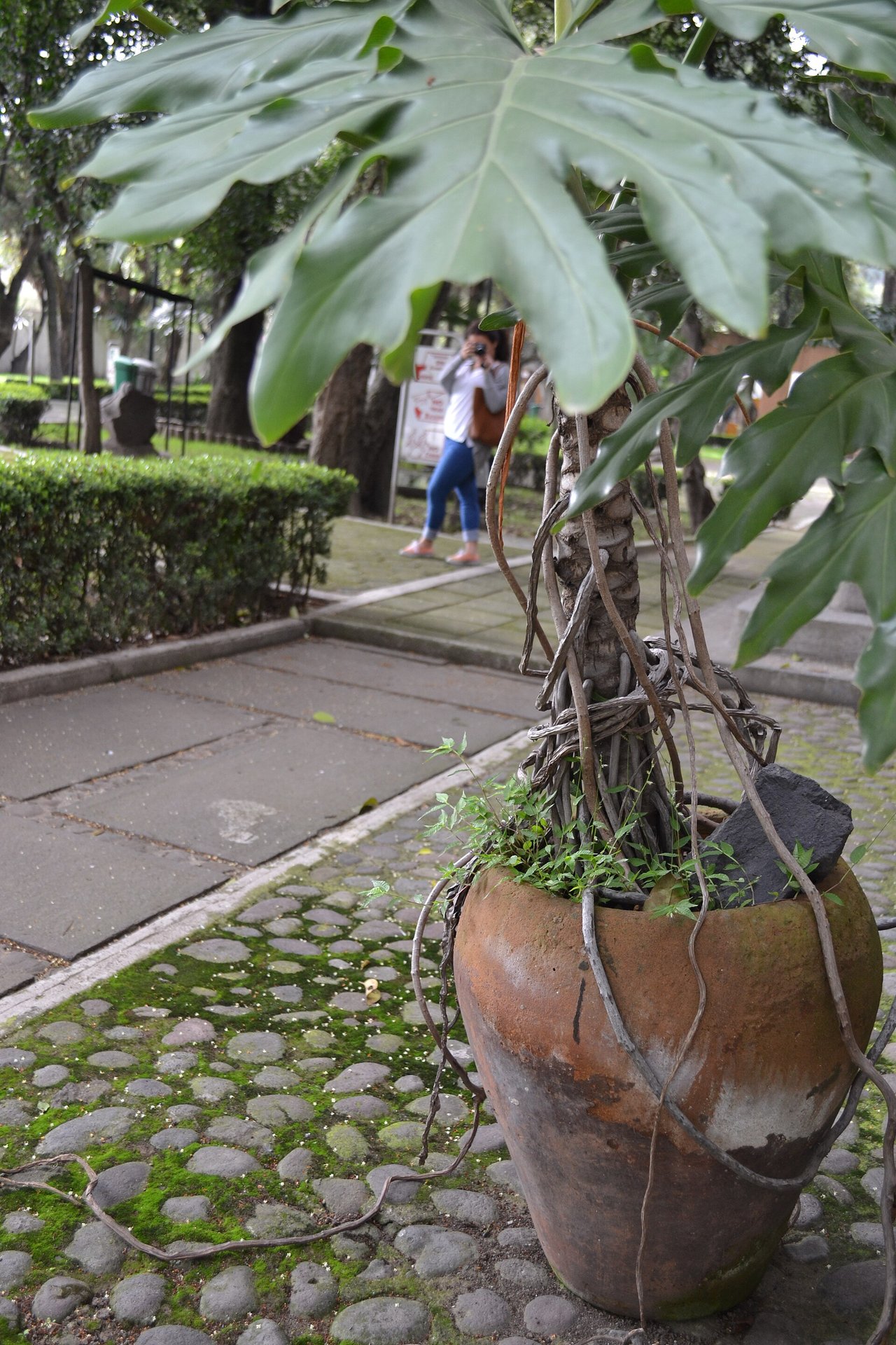 Jeune monstera deliciosa installé dans un pot de culture avec son substrat