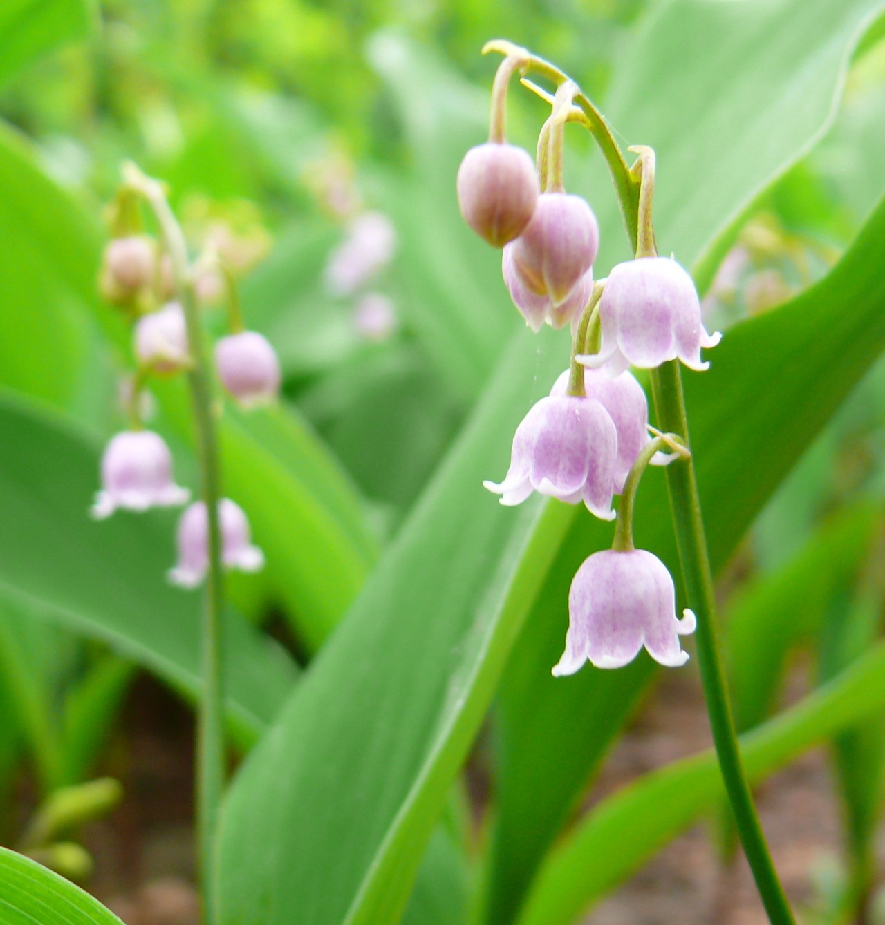 Convallaria majalis cv. Rosea, jediný pravý růžový kultivar konvalinky, význam konvalinky podle barvy, zahradnická vzácnost popsaná Westonem roku 1770