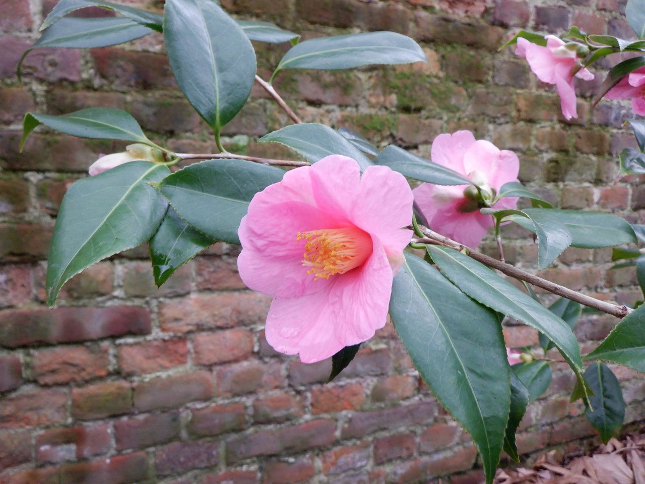 Camellia japonica cultivar 'Donkelaarii' au jardin botanique de Leuven (Kruidtuin), fleur panachée rouge et blanc, persistant Theaceae décrit par Linné en 1753.
