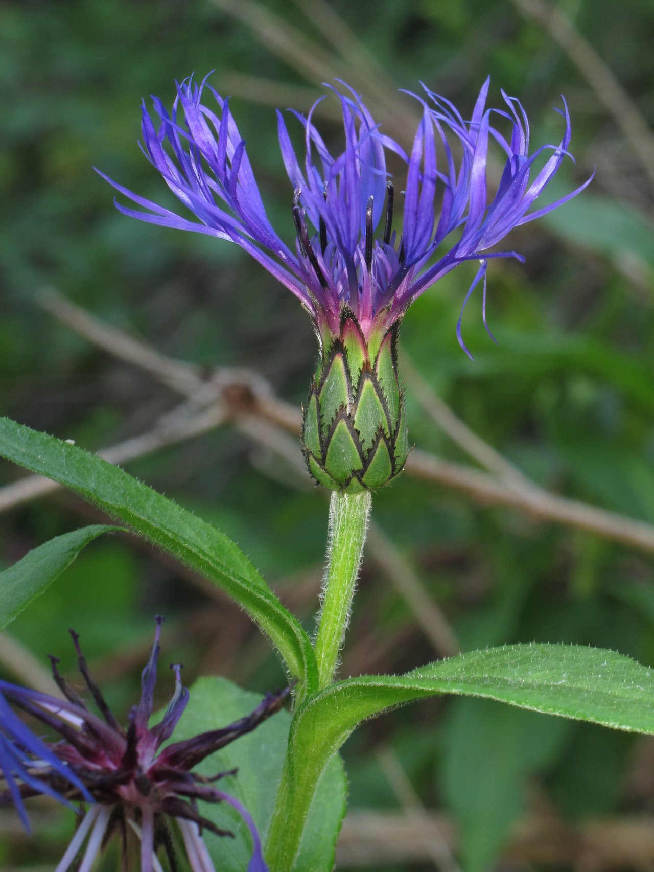 Fleur bleue découpée de bleuet des montagnes en pleine floraison