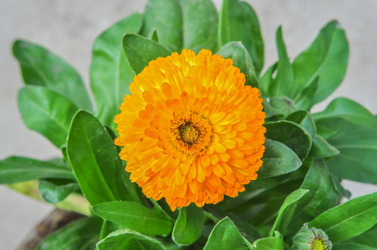 Fleur de souci des jardins orange épanouie