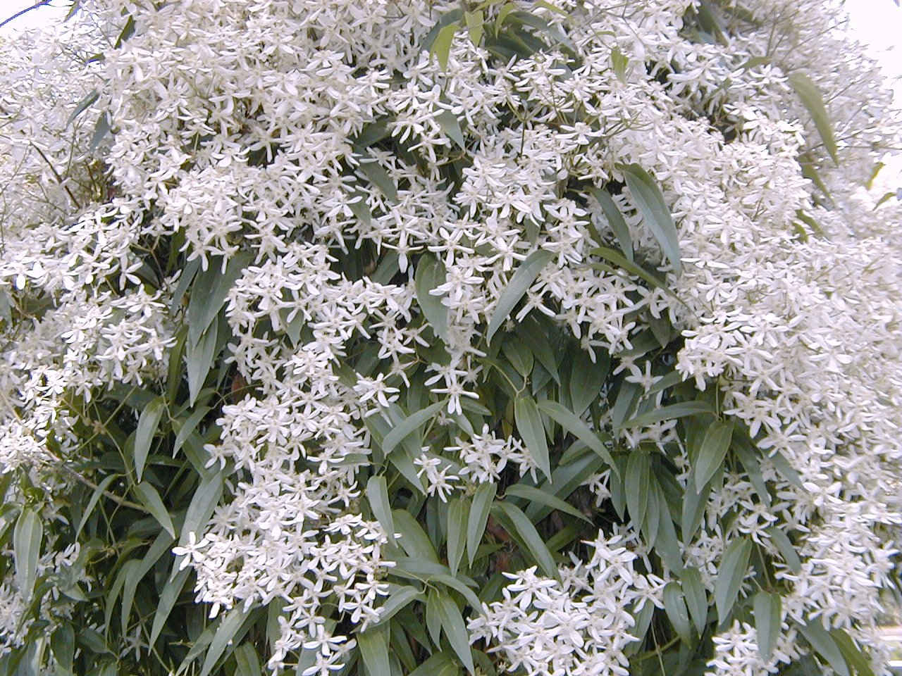Krémovobiele kvety druhu Clematis armandii, plamienka Armandovho, odfotené v botanickej záhrade