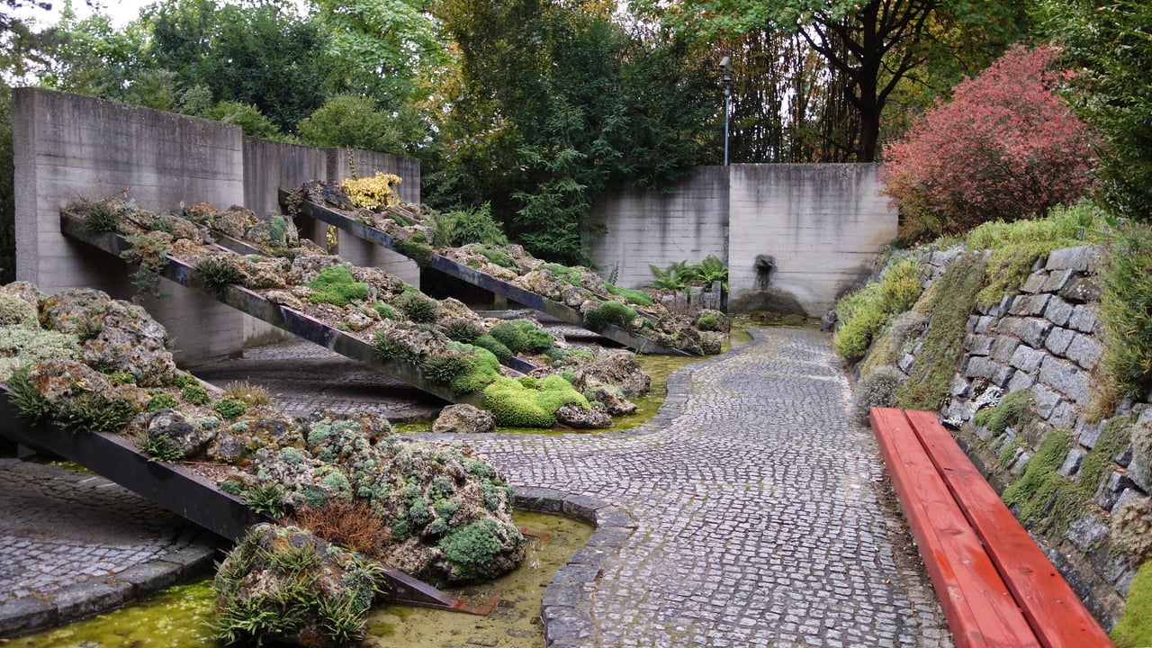 Sbírka kvetoucích lomikamenů na skalce Botanické zahrady a arboreta Mendelovy univerzity v Brně