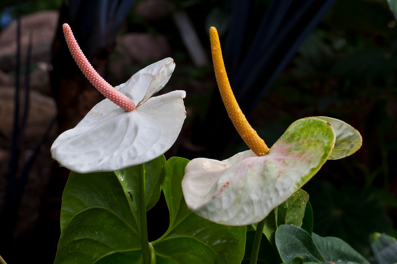 Spathes rouges laquées d'un Anthurium andraeanum en pot